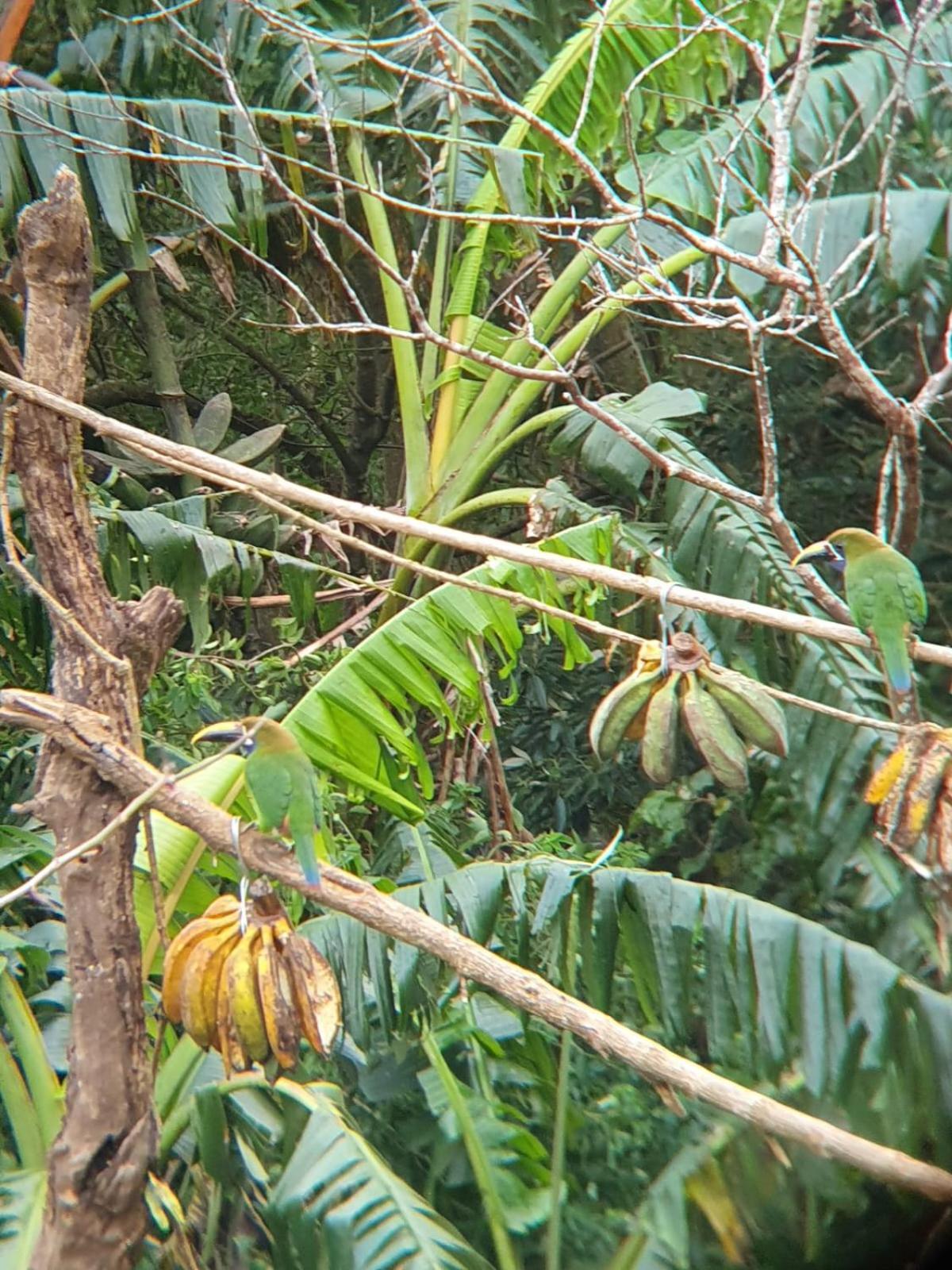 El Chaguite Monteverde Exterior foto